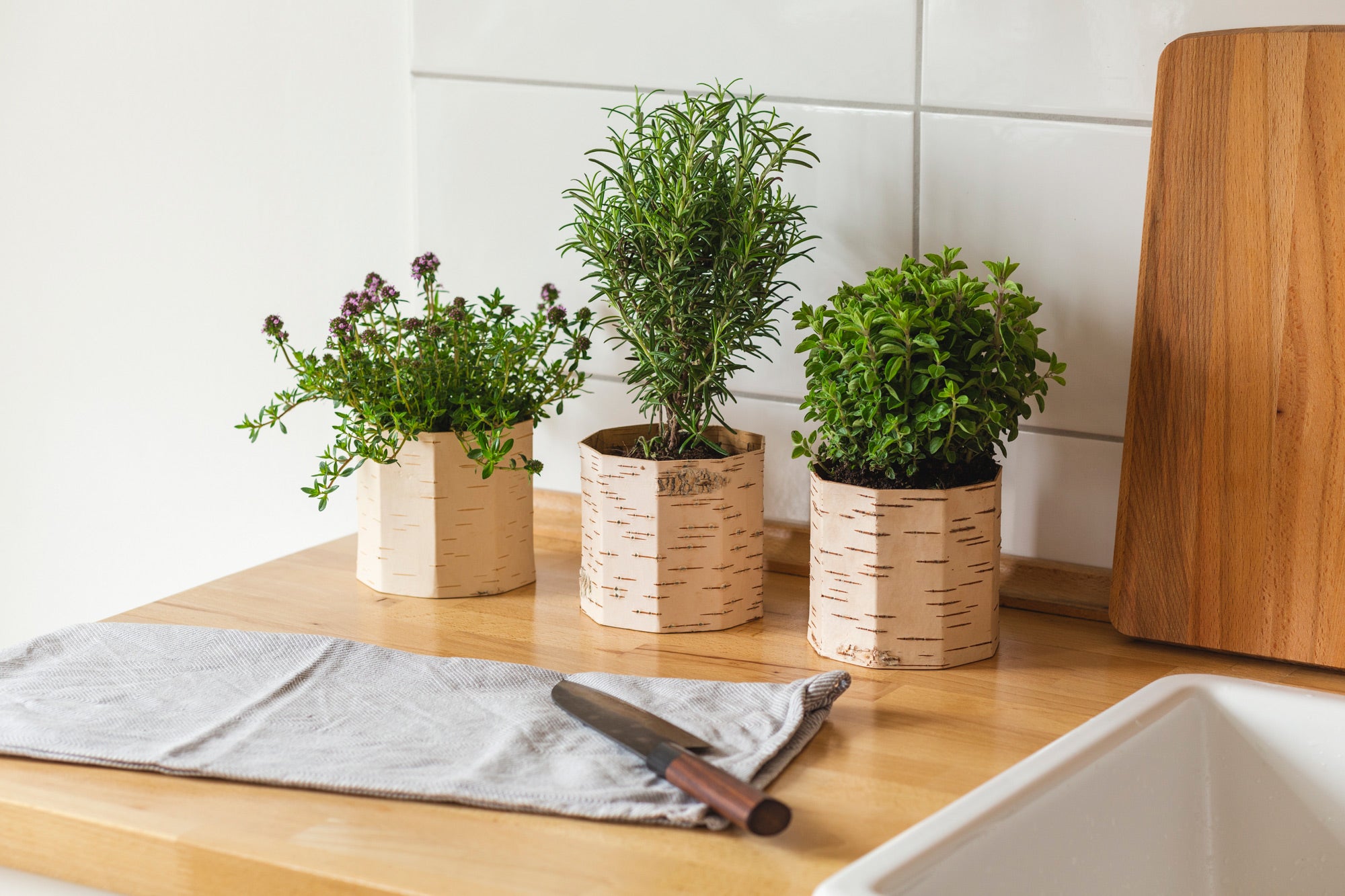 キャニスター フードコンテナー インテリア プラント